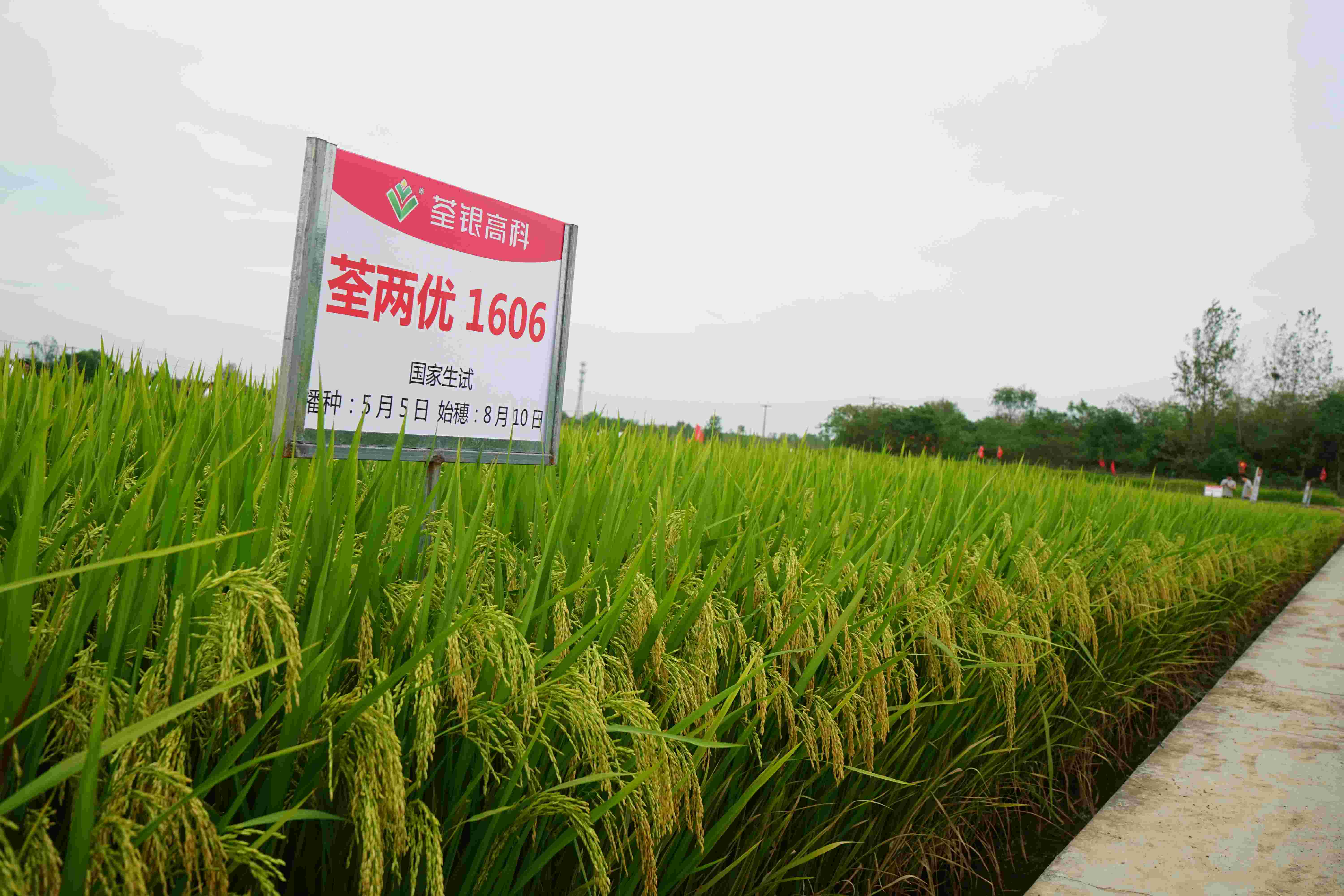 8、荃兩優1606(1).jpg